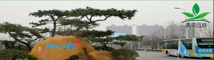 百萬(wàn)鮮花扮美渭南