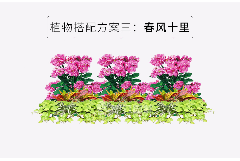 人行道綠化花箱植物搭配方案 春風(fēng)十里