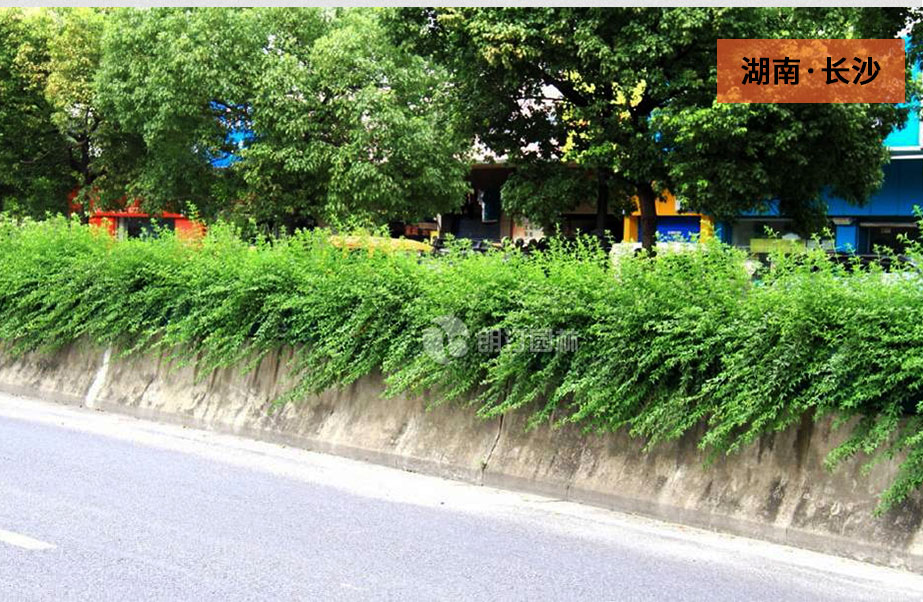 高架橋服帖式裝飾花盆