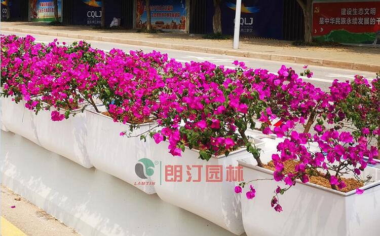 重慶萬州道路中央隔離護(hù)欄綠化案例