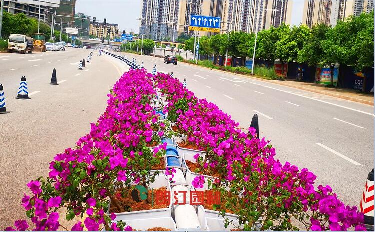 護(hù)欄綠化塑料大花箱