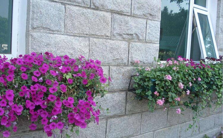 家庭窗臺綠化種植花盆景觀