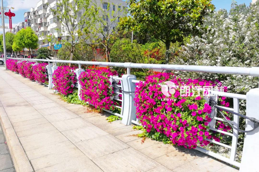 1595409589213699.jpg 1595409589213699.jpg