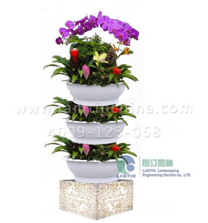 年宵花蓄水花盆