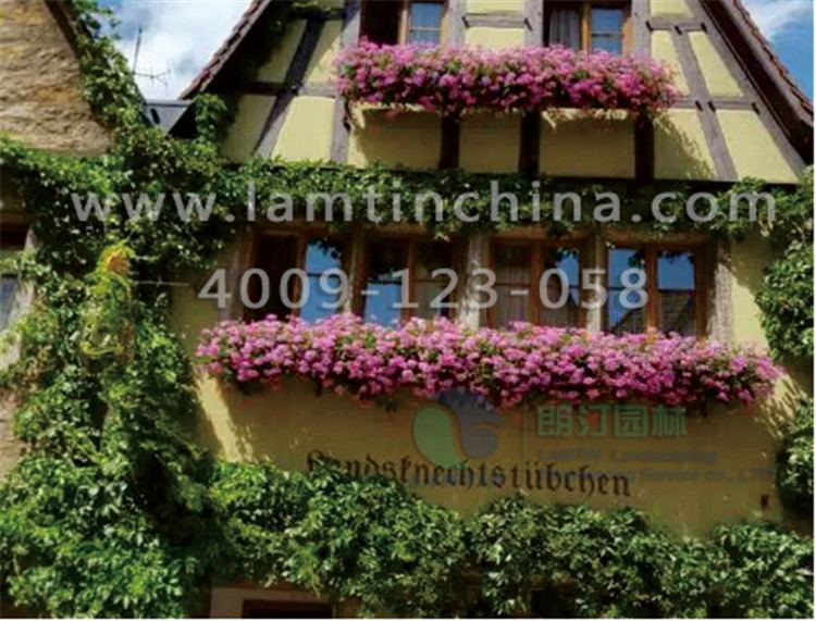 窗臺(tái)陽(yáng)臺(tái)綠化