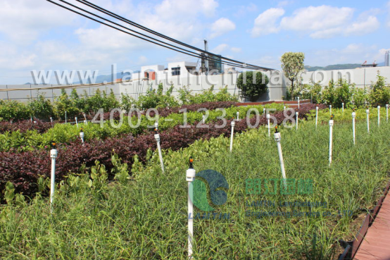 屋頂綠化 屋頂綠化