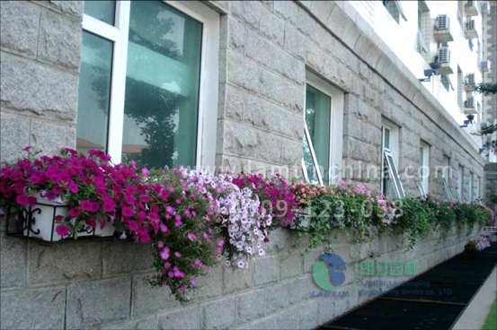 窗臺(tái)陽(yáng)臺(tái)綠化