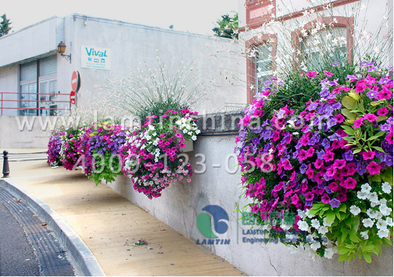 窗臺(tái)和陽(yáng)臺(tái)護(hù)欄綠化